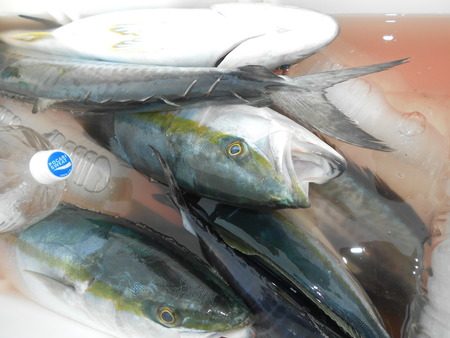 こうゆう丸 釣果