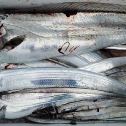 遊漁船 ニライカナイ 釣果