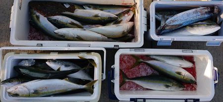 気仙沼　つり丸 釣果