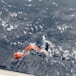 へいみつ丸 釣果