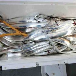 遊漁船 セトマリン 釣果