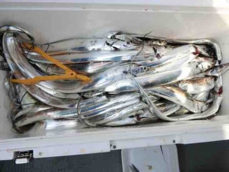 遊漁船 セトマリン 釣果