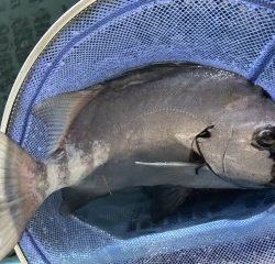 博栄丸 釣果