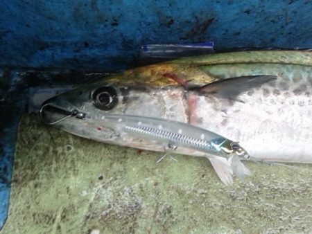 さわ浦丸 釣果
