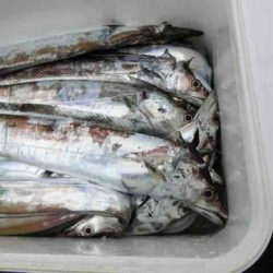 遊漁船 セトマリン 釣果