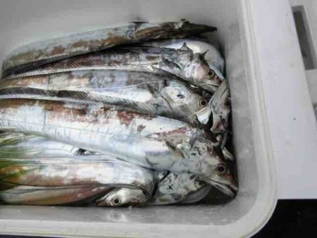 遊漁船 セトマリン 釣果