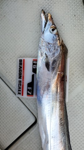 遊漁船 ニライカナイ 釣果