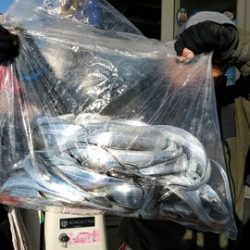 遊漁船　ニライカナイ 釣果