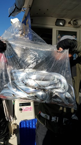 遊漁船　ニライカナイ 釣果