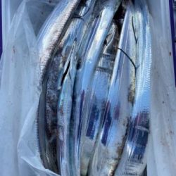 シーマジカル 釣果