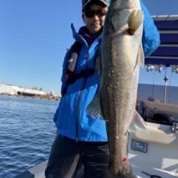 シーマジカル 釣果