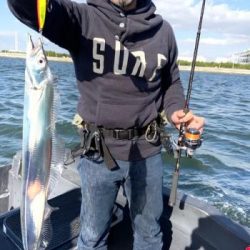 シーマジカル 釣果