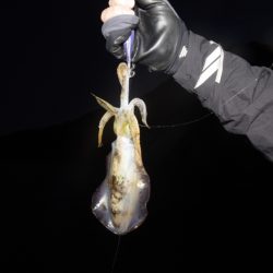 まるいち丸 ZERO-1 釣果