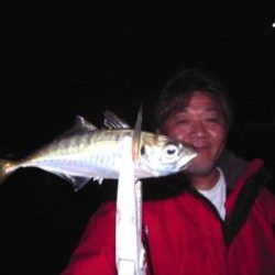 シーマジカル 釣果