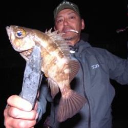 シーマジカル 釣果