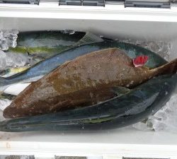 兼六丸 釣果