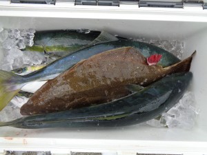 兼六丸 釣果