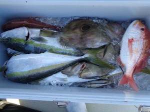 兼六丸 釣果