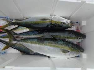 兼六丸 釣果