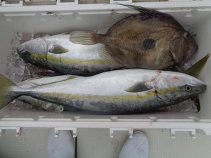 兼六丸 釣果