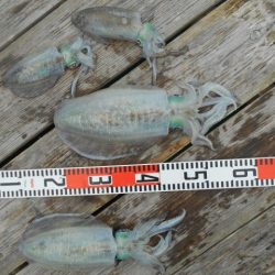 こかわ渡船　雅丸 釣果