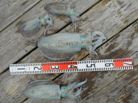 こかわ渡船　雅丸 釣果