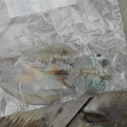 こかわ渡船　雅丸 釣果