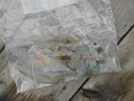 こかわ渡船　雅丸 釣果