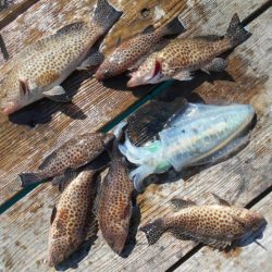 こかわ渡船　雅丸 釣果