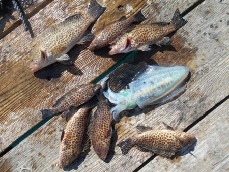 こかわ渡船　雅丸 釣果