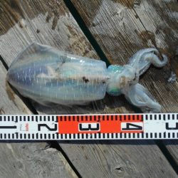 こかわ渡船　雅丸 釣果