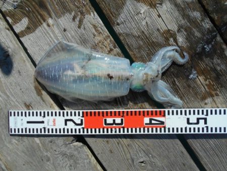 こかわ渡船　雅丸 釣果