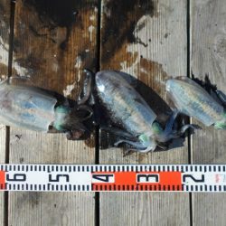 こかわ渡船　雅丸 釣果