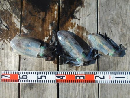 こかわ渡船　雅丸 釣果