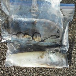 こかわ渡船　雅丸 釣果