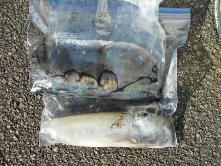 こかわ渡船　雅丸 釣果