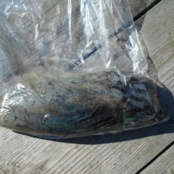 こかわ渡船　雅丸 釣果