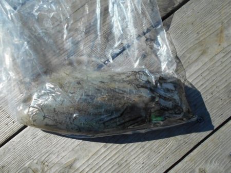 こかわ渡船　雅丸 釣果