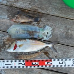 こかわ渡船　雅丸 釣果