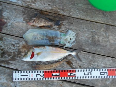 こかわ渡船　雅丸 釣果