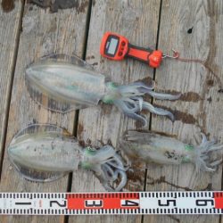 こかわ渡船　雅丸 釣果