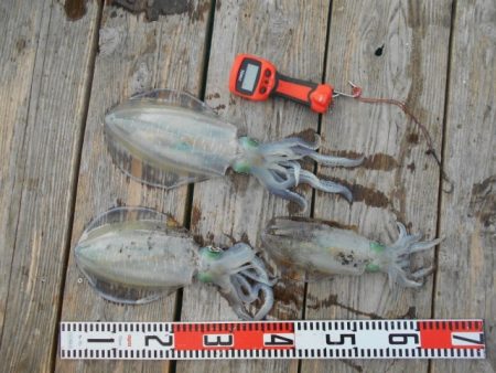 こかわ渡船　雅丸 釣果