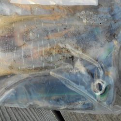 こかわ渡船　雅丸 釣果