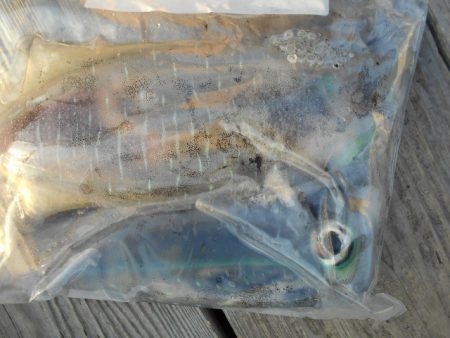 こかわ渡船　雅丸 釣果