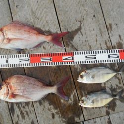 こかわ渡船　雅丸 釣果