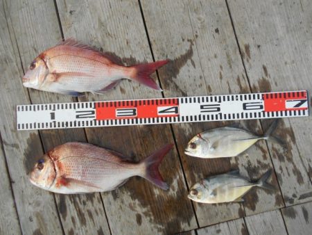 こかわ渡船　雅丸 釣果