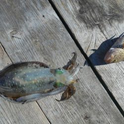 こかわ渡船 雅丸 釣果