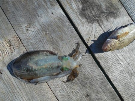 こかわ渡船 雅丸 釣果