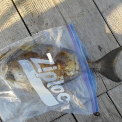 こかわ渡船 雅丸 釣果