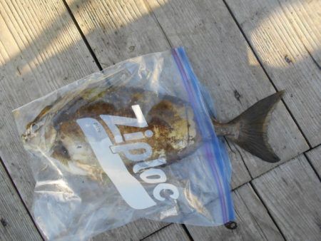 こかわ渡船 雅丸 釣果